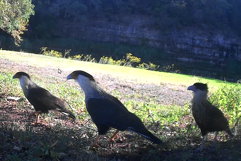 Three birds are standing on the ground in a field