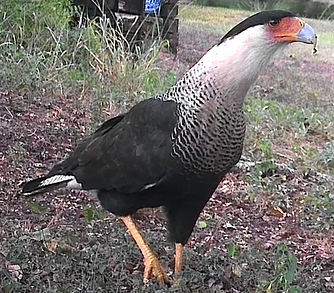 A black and white bird is standing on the ground