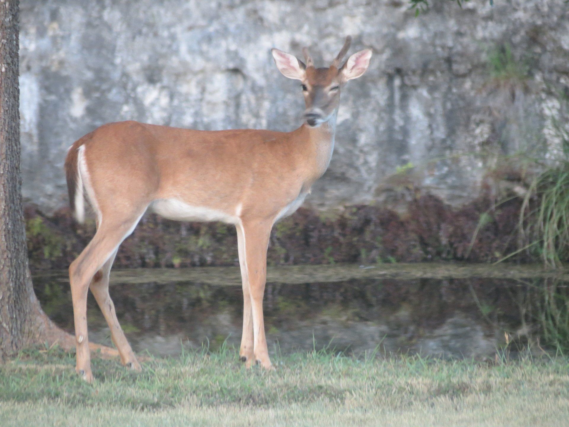 A deer is standing in the grass near a body of water.