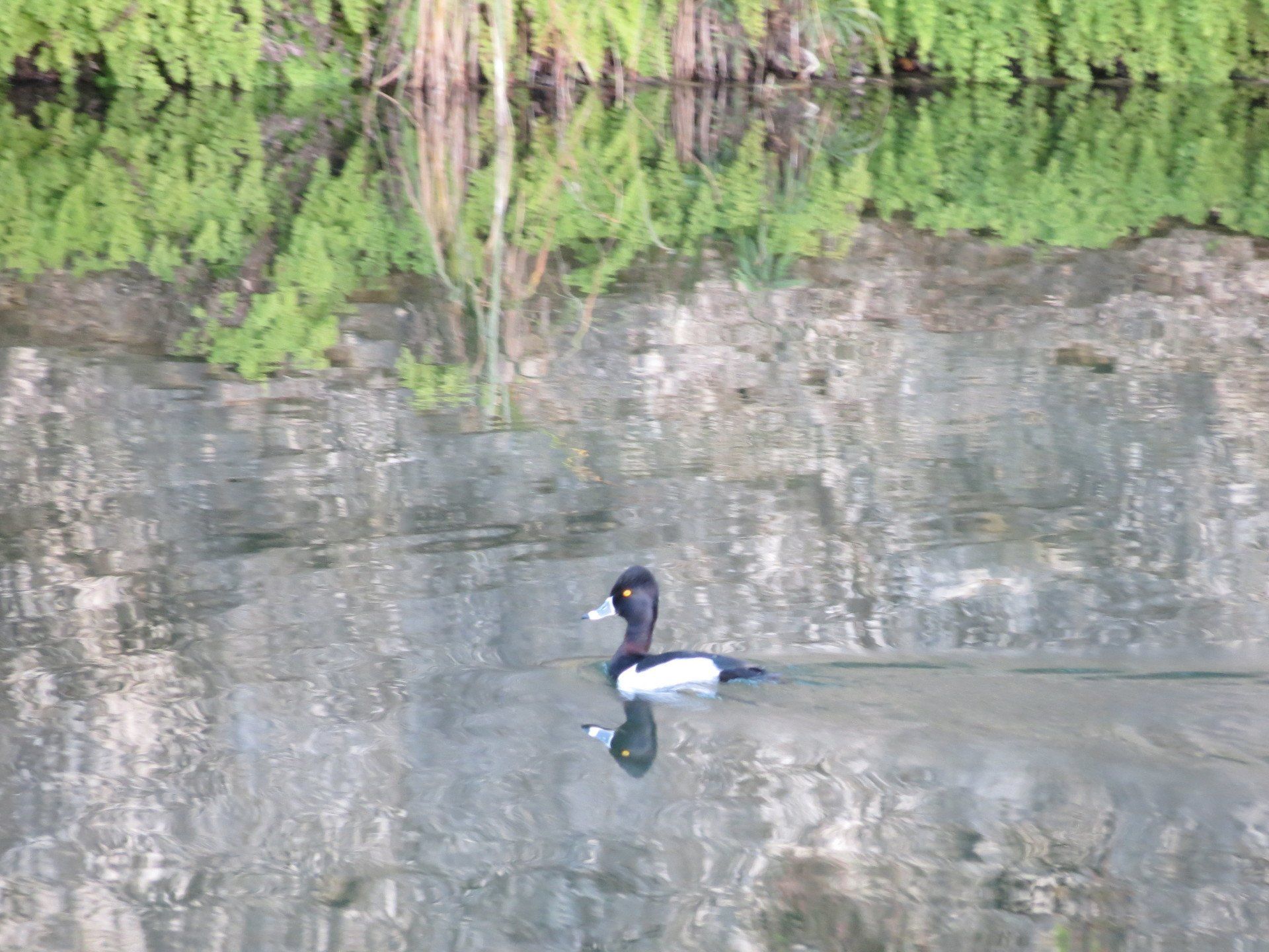 A black and white duck is swimming in a pond.