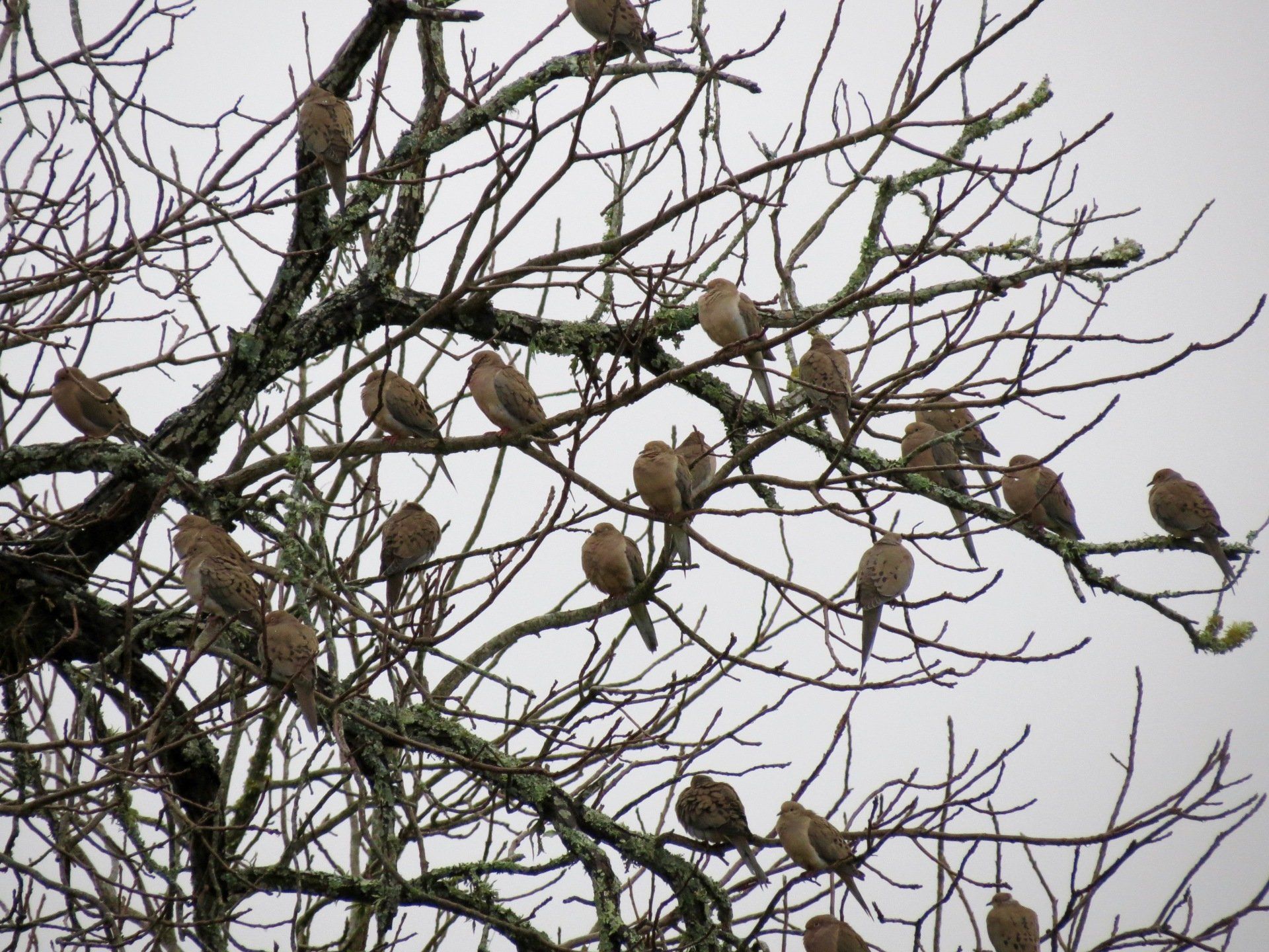 A flock of birds perched on branches of a tree
