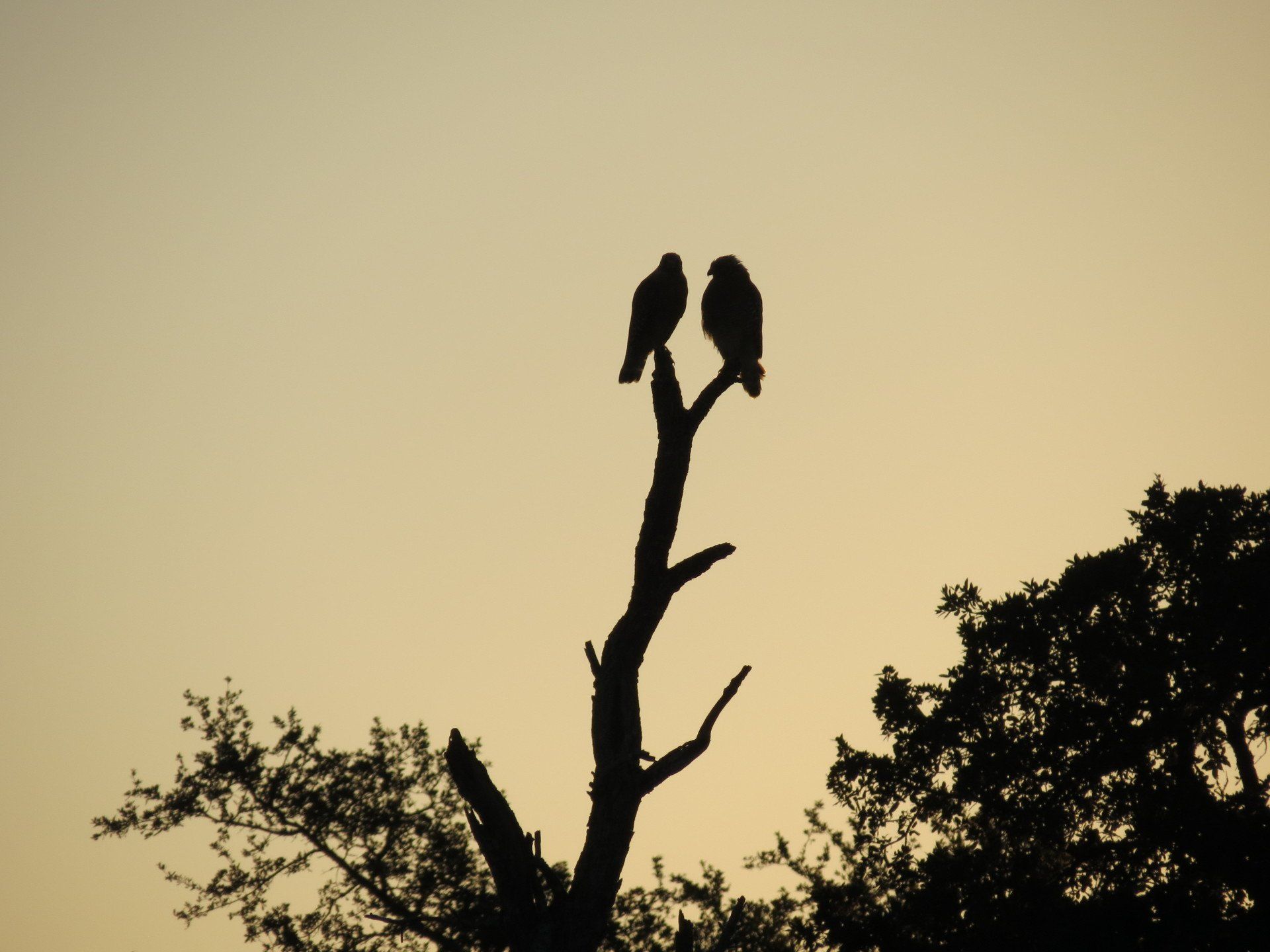 Two birds perched on a tree branch at sunset