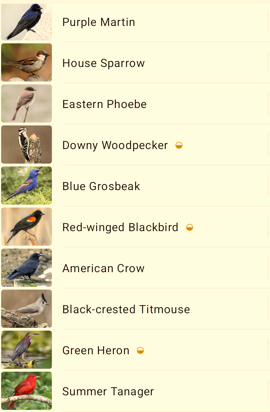 List of bird species with photos: Purple Martin, House Sparrow, Eastern Phoebe, etc.