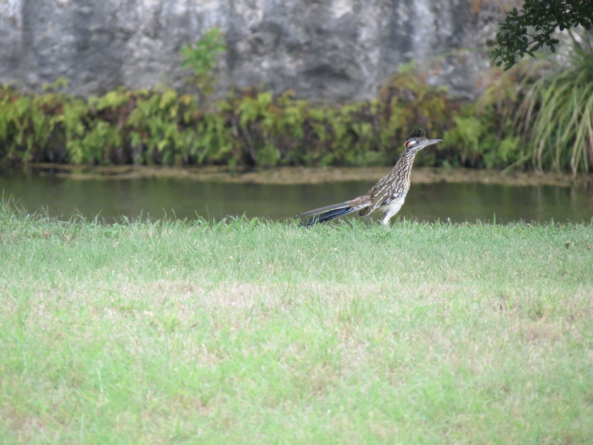 A bird is standing in the grass near a body of water.