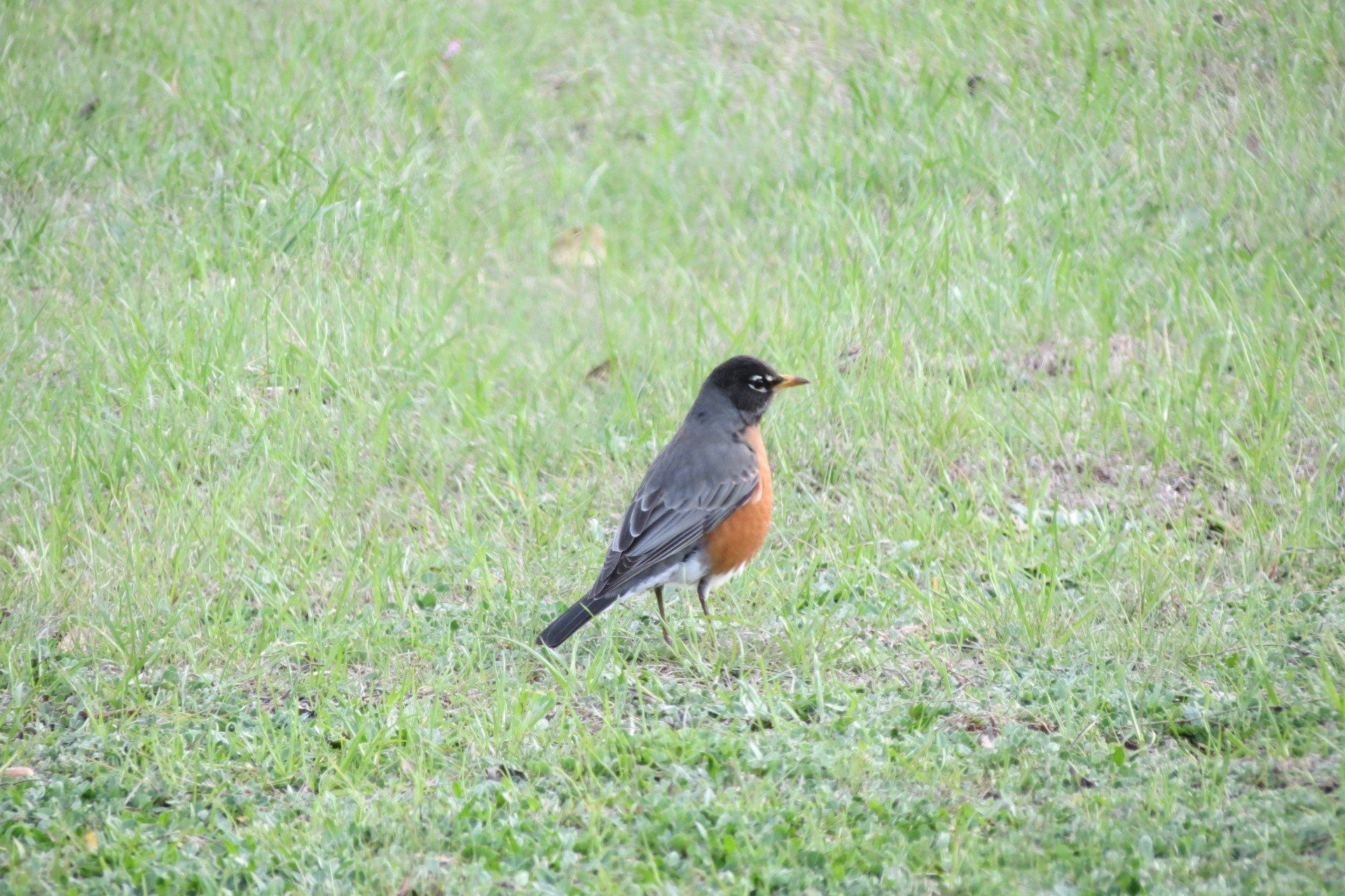 A small bird is standing on top of a lush green field.