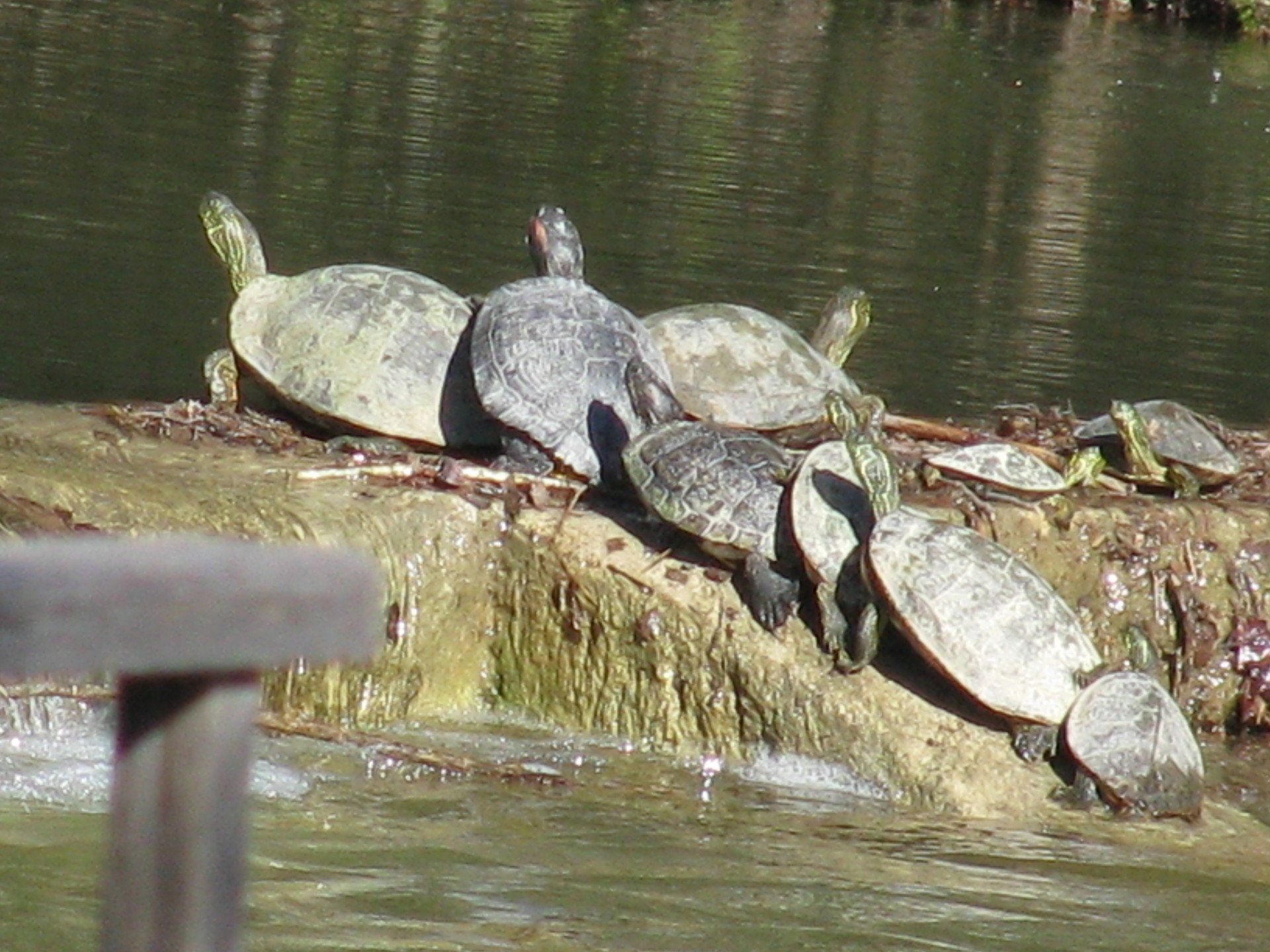 A group of turtles are sitting on a rock near a body of water.