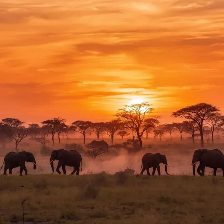 Elephants walk across the savanna at sunset, silhouettes against an orange sky.