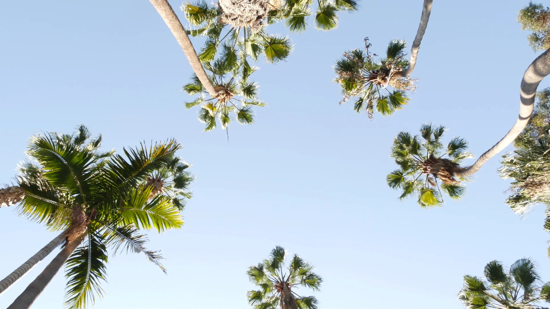 A low-angle view of multiple palm tree tops reaching toward a clear, light blue sky.