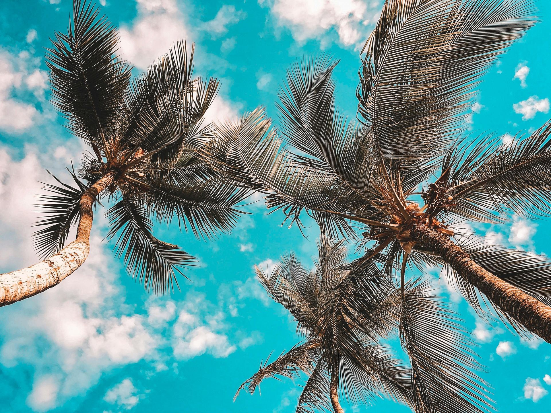 Low-angle view of several silhouetted palm trees against a bright, vivid blue sky with fluffy white clouds.
