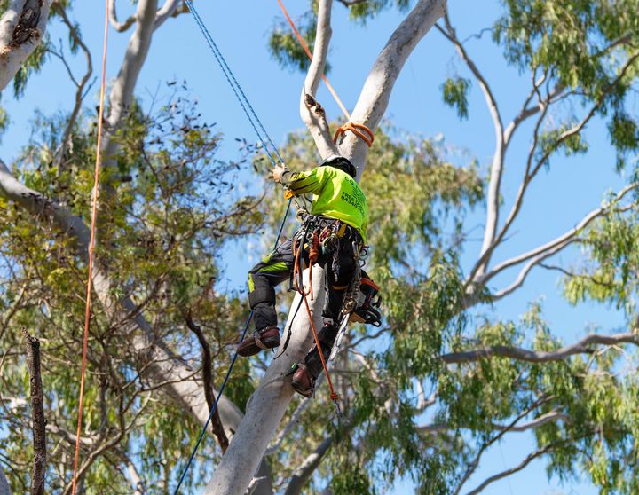 Lopping & Mulching — CQ Trees in Rockhampton, QLD