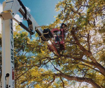 Tree Pruning with Cherry Picker — CQ Trees in Rockhampton, QLD