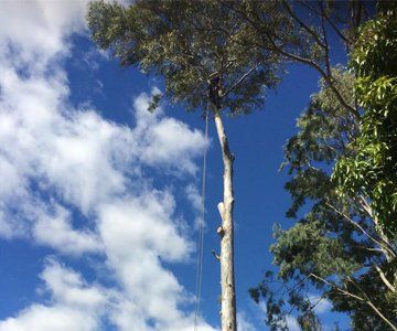 Large Tree - Worker Lopping  — CQ Trees in Rockhampton, QLD