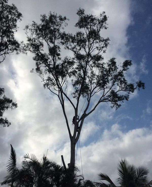 CQ Trees Rockhampton Tree Services