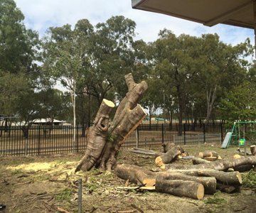 Removal of Tree & Stump — CQ Trees in Rockhampton, QLD