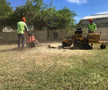Workers Removing Tree Stump — CQ Trees in Rockhampton, QLD