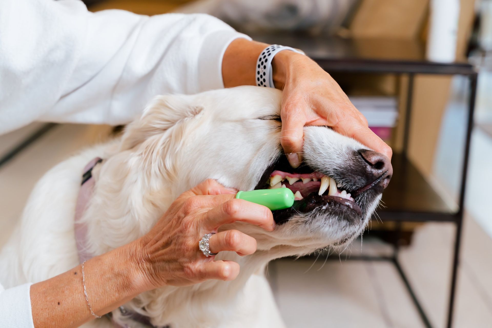 a woman is brushing a dog 's teeth with a green toothbrush .