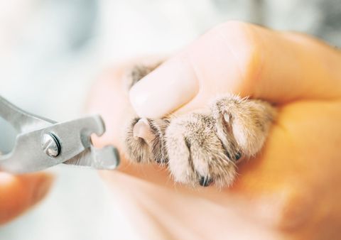 taglio unghie gatto