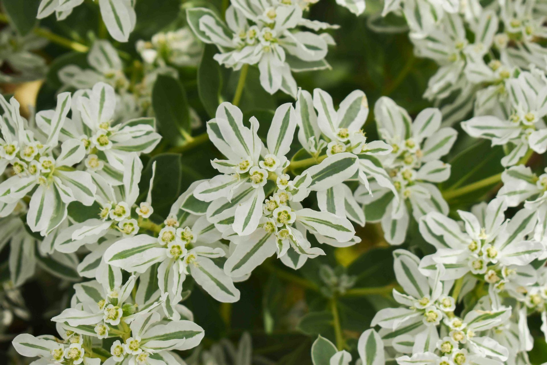 White and green variegated spurge flowers in close-up, a cluster of blossoms.
