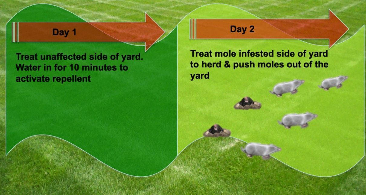 Product comparison of holy moley