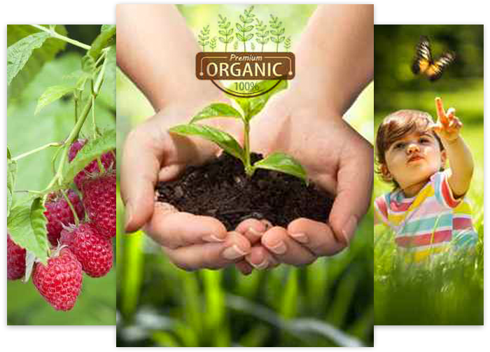 A person is holding a plant in their hands.