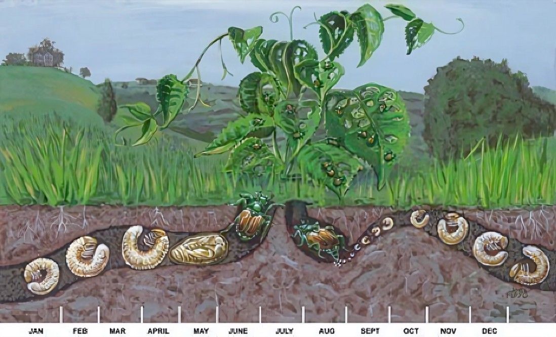 A display of milky spore powder from st. gabriel organics