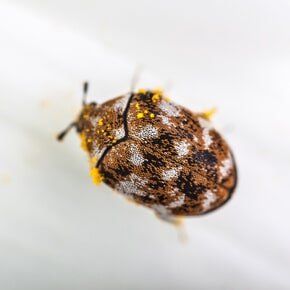 Rodents — Varied Carpet Beetle in Plaistow, NH