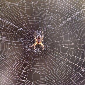 Spider Control — Spider and his Web in Plaistow, NH