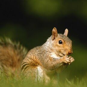 Wildlife — Squirrel, close-up, ground view in Plaistow, NH
