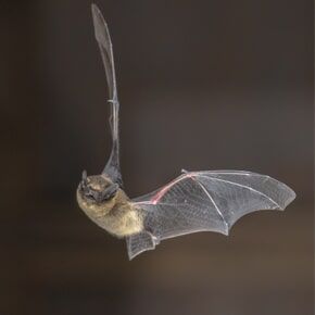 Bat Infestation — Bat in Flight in Plaistow, NH