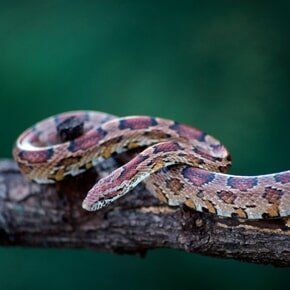 Wildlife Control — Corn Snake on a Branch in Plaistow, NH