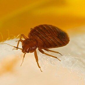 Terminate Treatment — Bedbug Insect on Leaf in Plaistow, NH