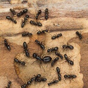 Home Inspections — Black ant Colony with Queen in Plaistow, NH