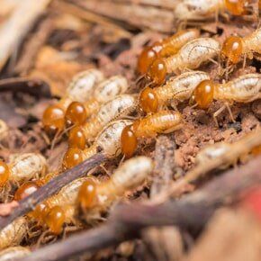 Exterminating Services — Termites in Plaistow, NH