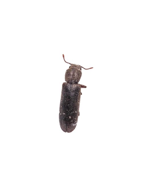 Pest — Black Beetle in Plaistow, NH