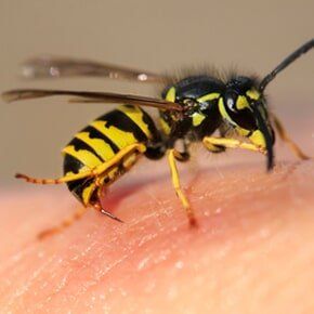 Insect Exterminator — Striped Angry Wasp Stuck in Plaistow, NH