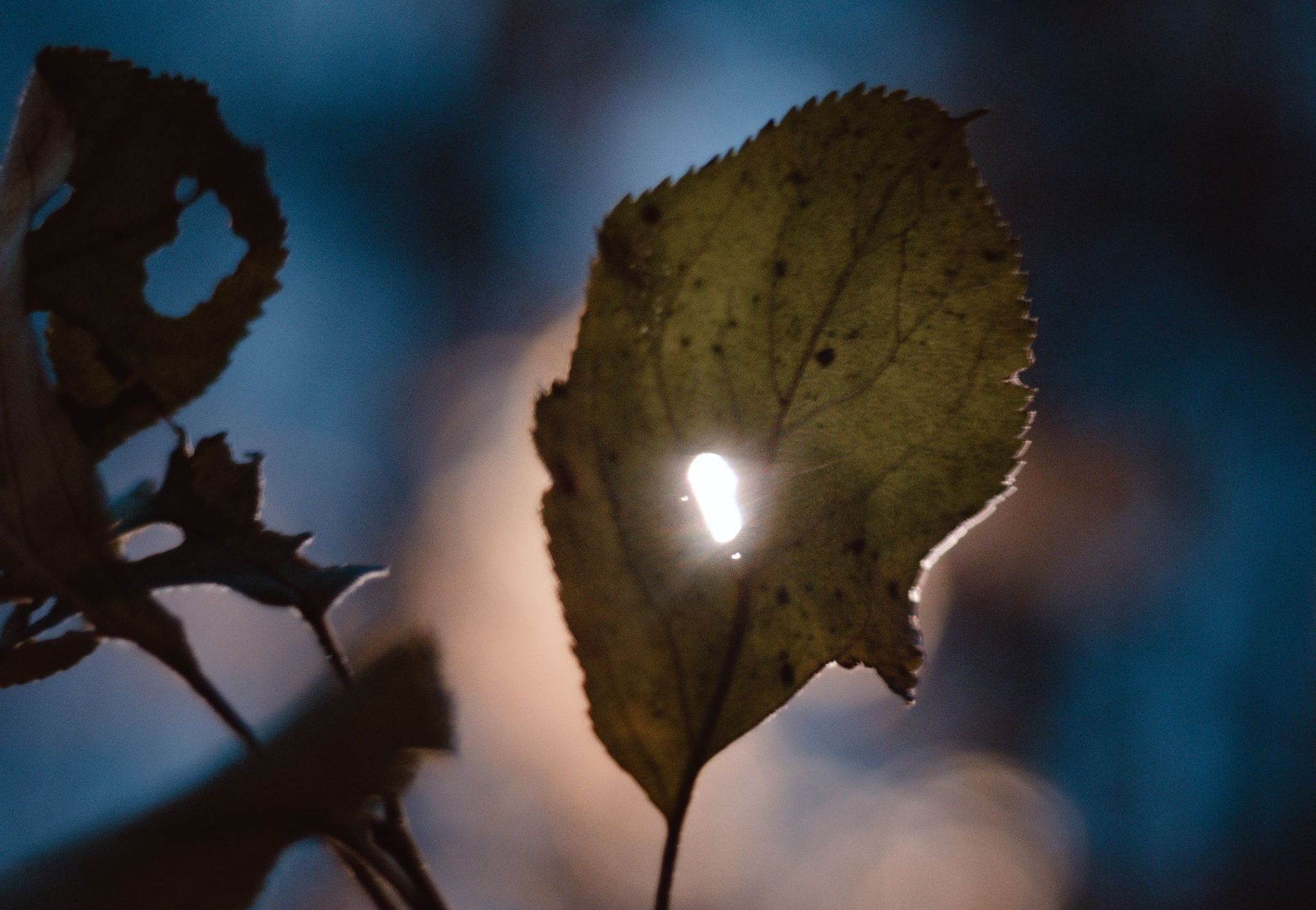 The sun is shining through a hole in a leaf