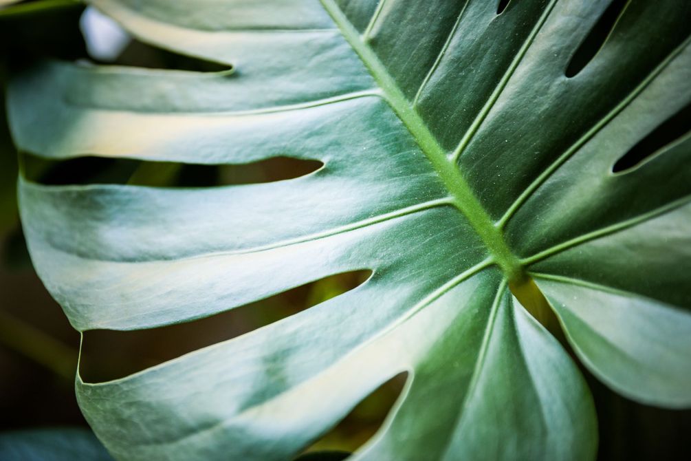 Un primo piano di una foglia verde con dei buchi
