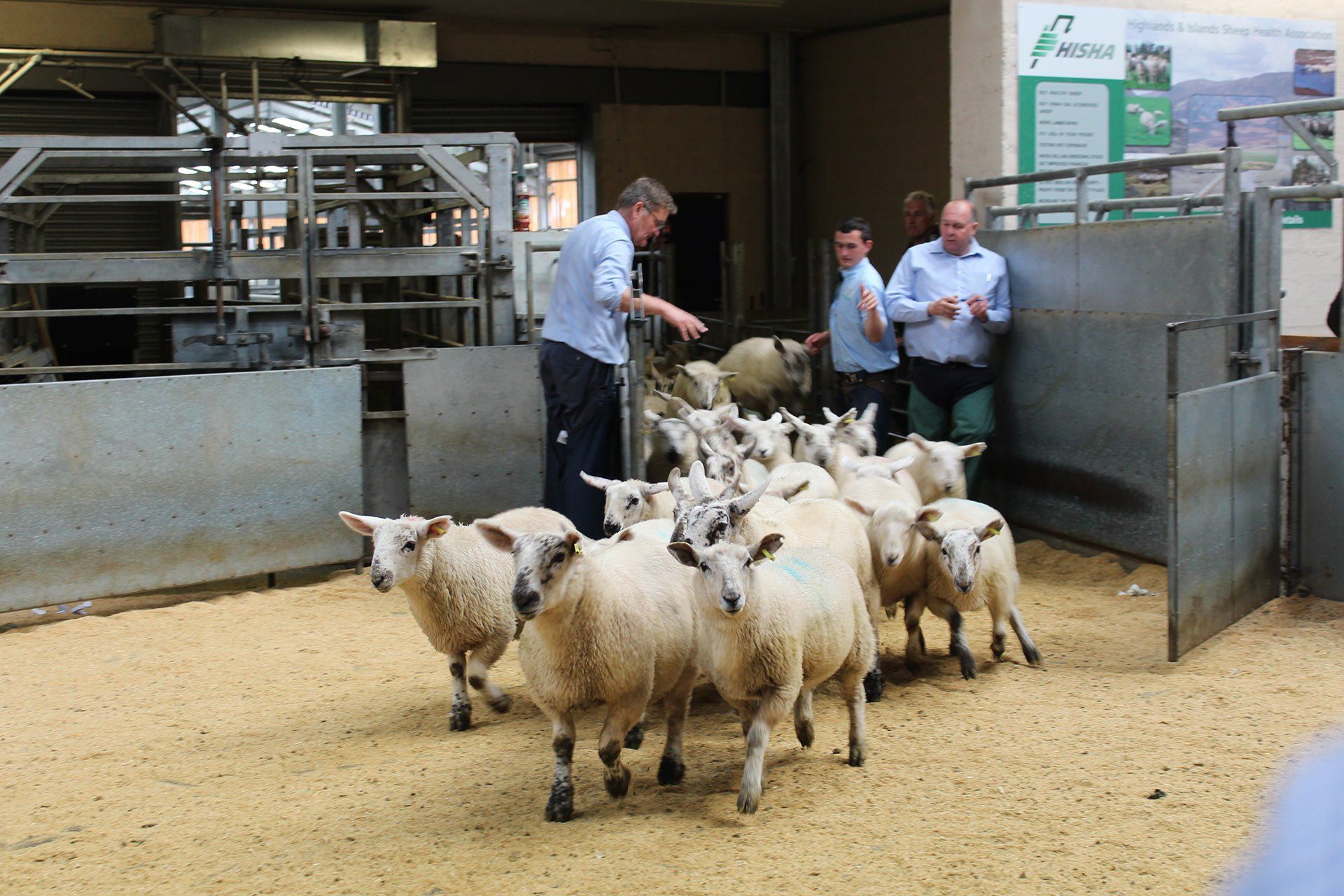 Livestock