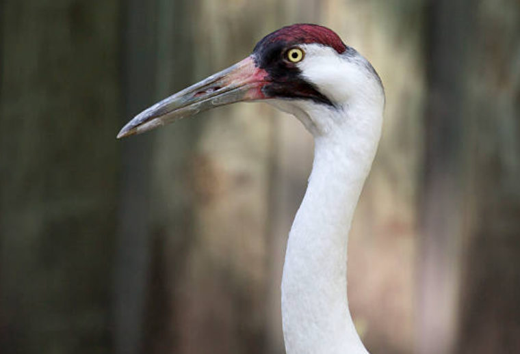 A close up of a crane 's head with a long neck.