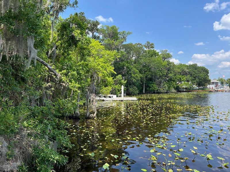 Lush green trees and Spanish moss line a lake with lily pads, under a sunny, partly cloudy sky.