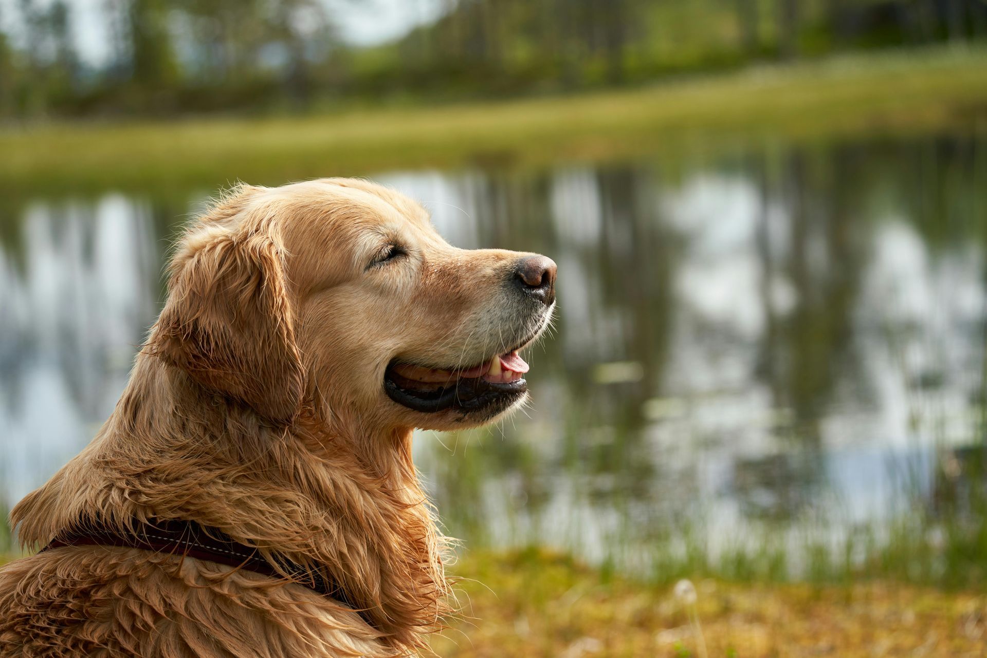 Golden retriever dog, wet fur, gazing peacefully by a pond.