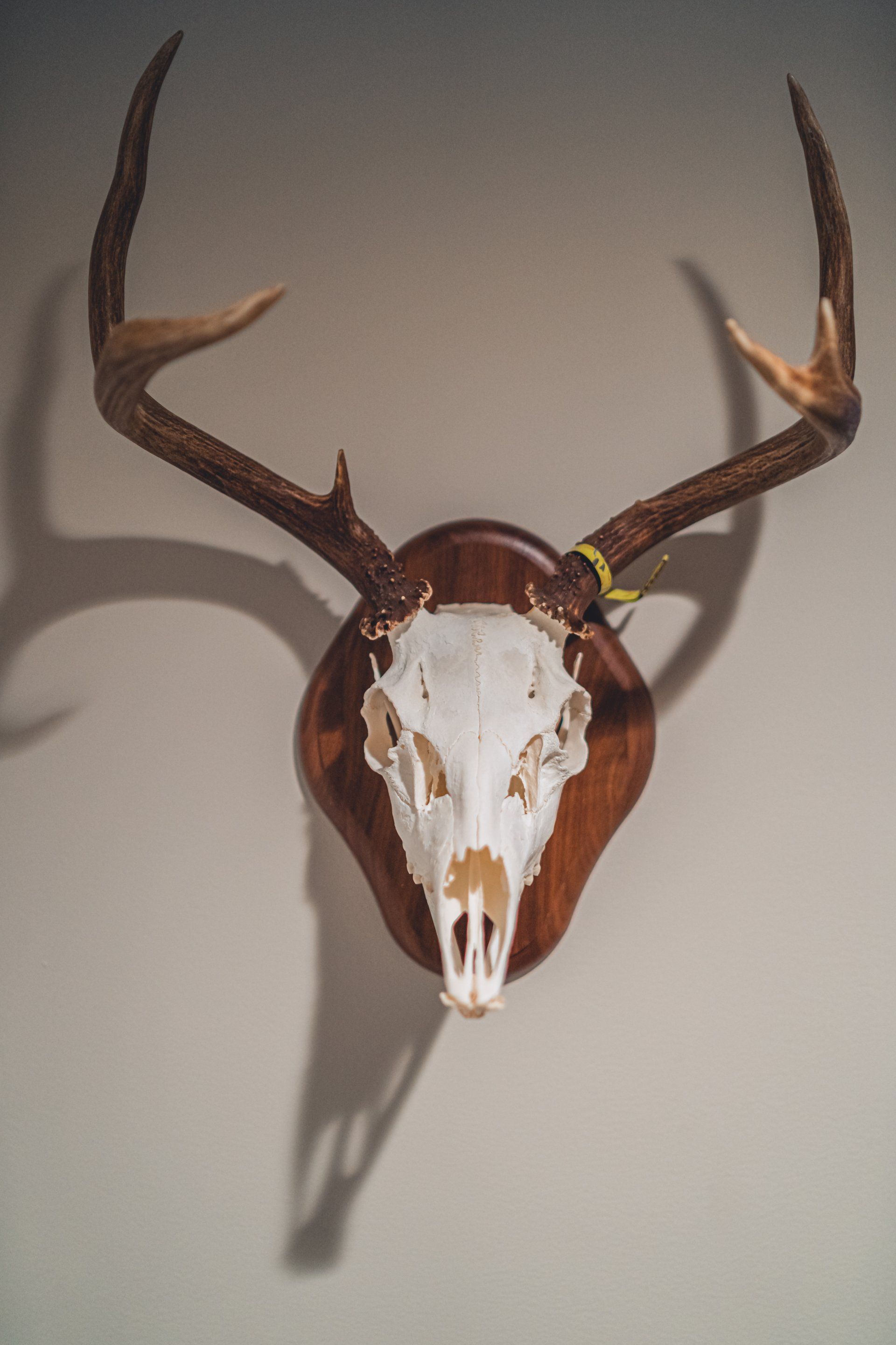 Image of styled hallway designed by Ivy Glore