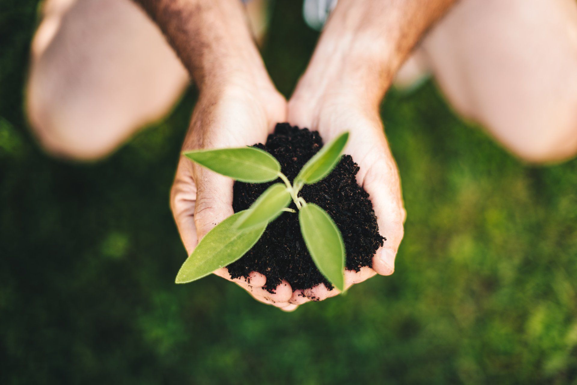 A person is holding a small plant in their hands.