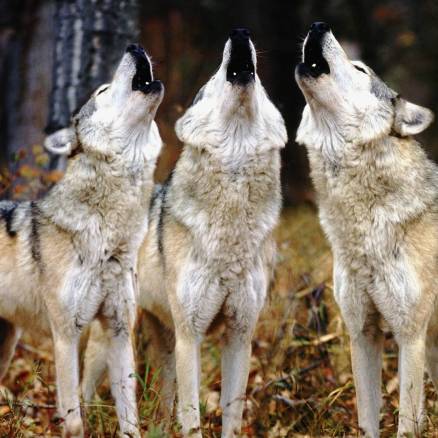 Three wolves are howling together in the woods.