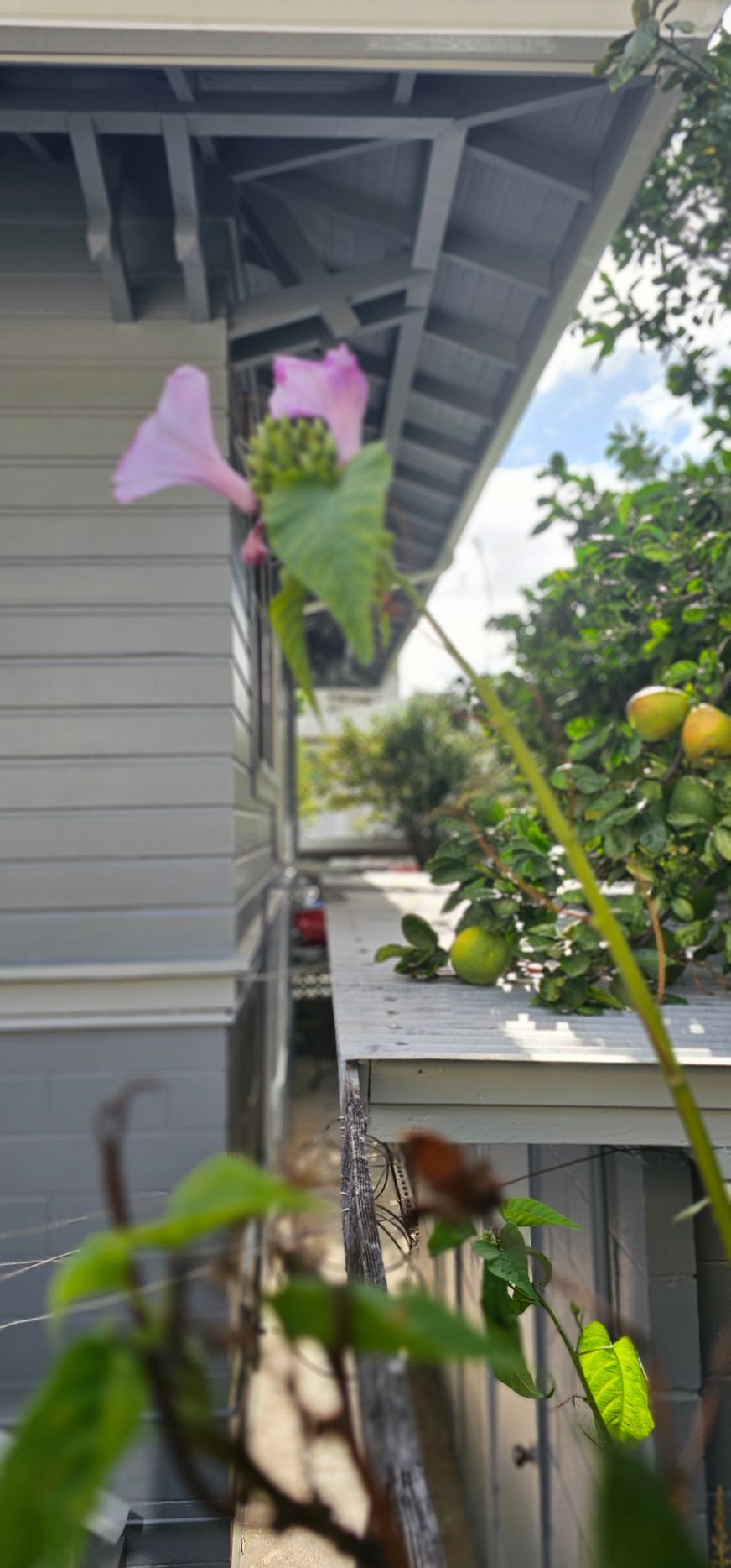 A pink flower is growing on the side of a house.