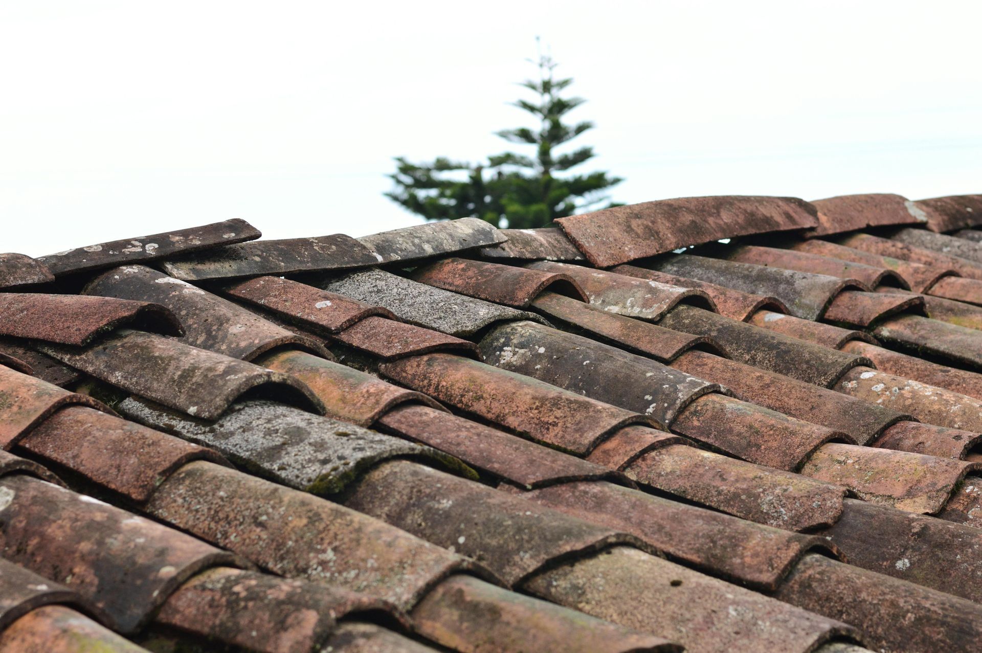 A close up of a roof with a tree in the background