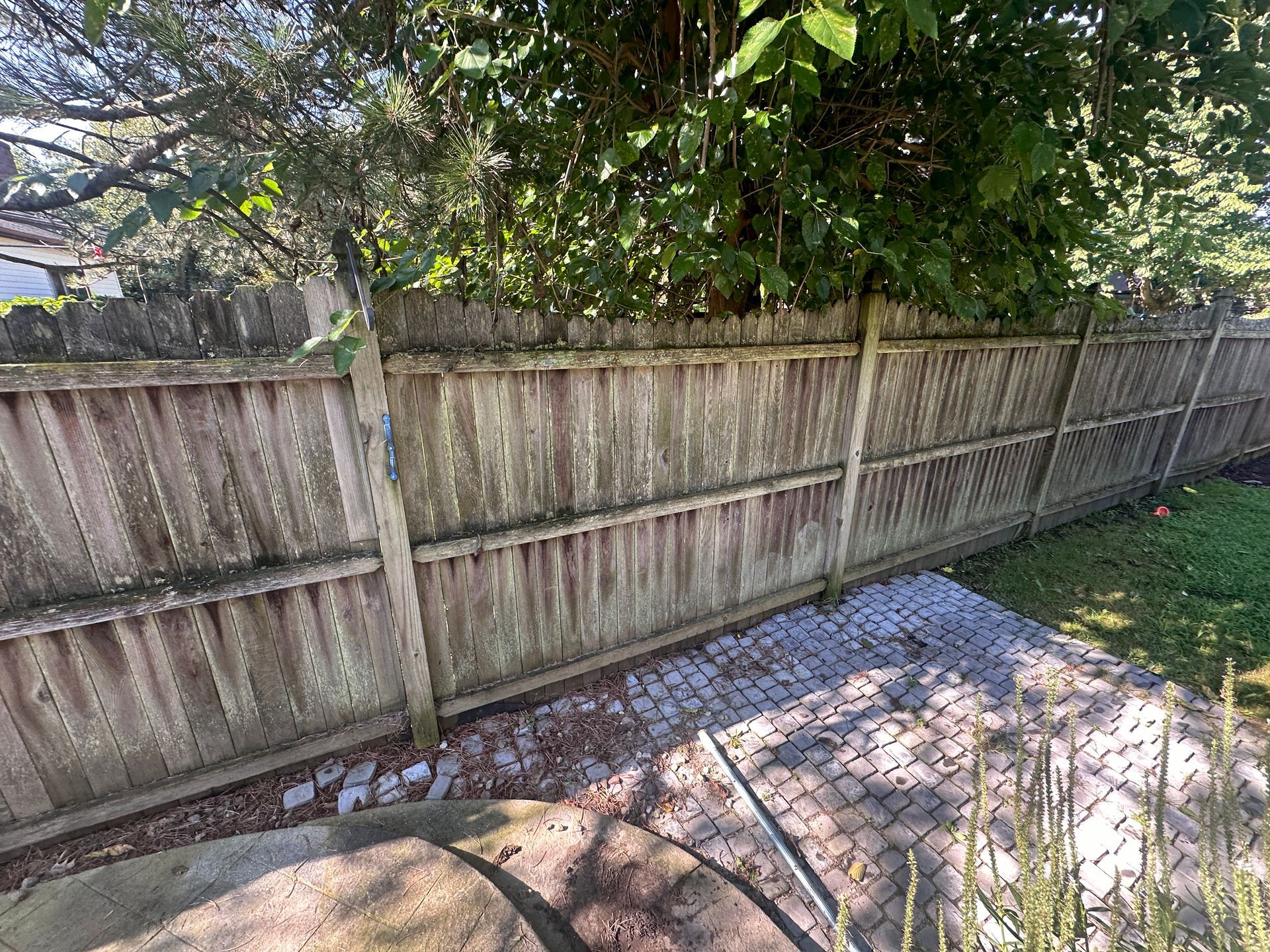 A wooden fence is surrounded by trees in a backyard.