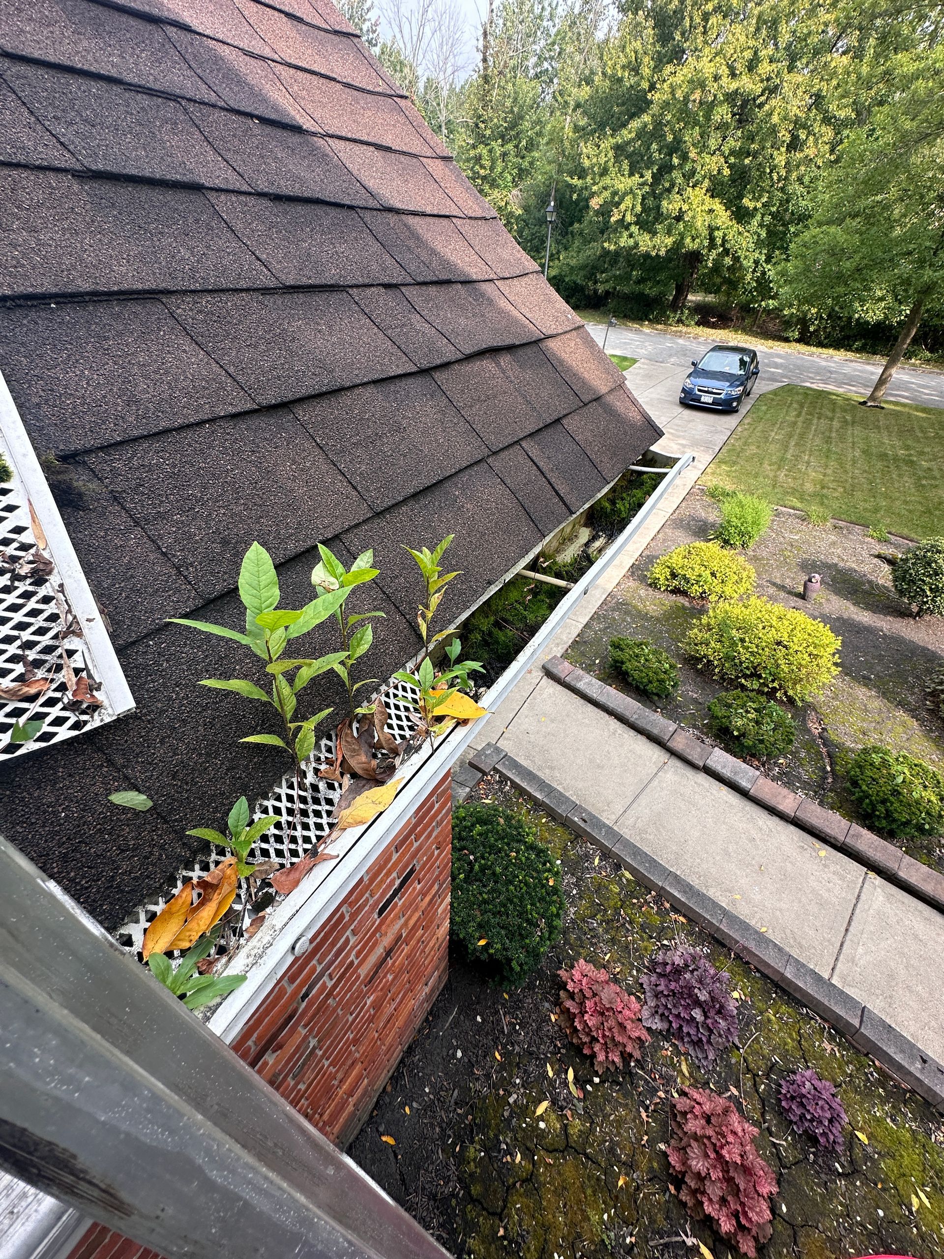 A gutter on the roof of a house with plants growing out of it.