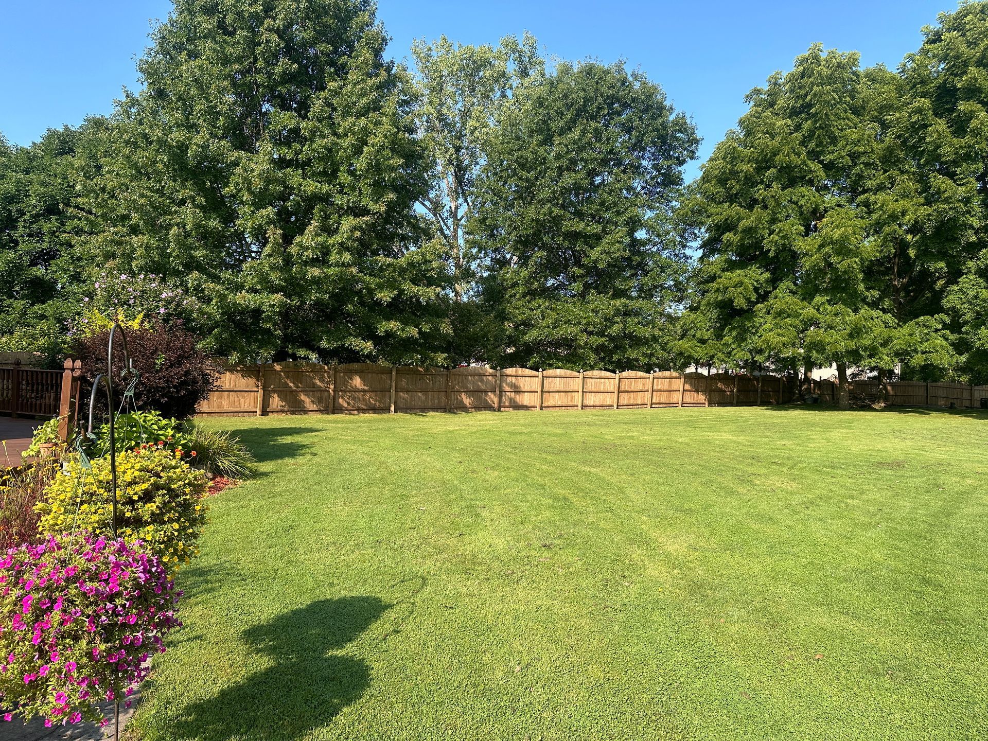 A large lush green lawn with a wooden fence and trees in the background.