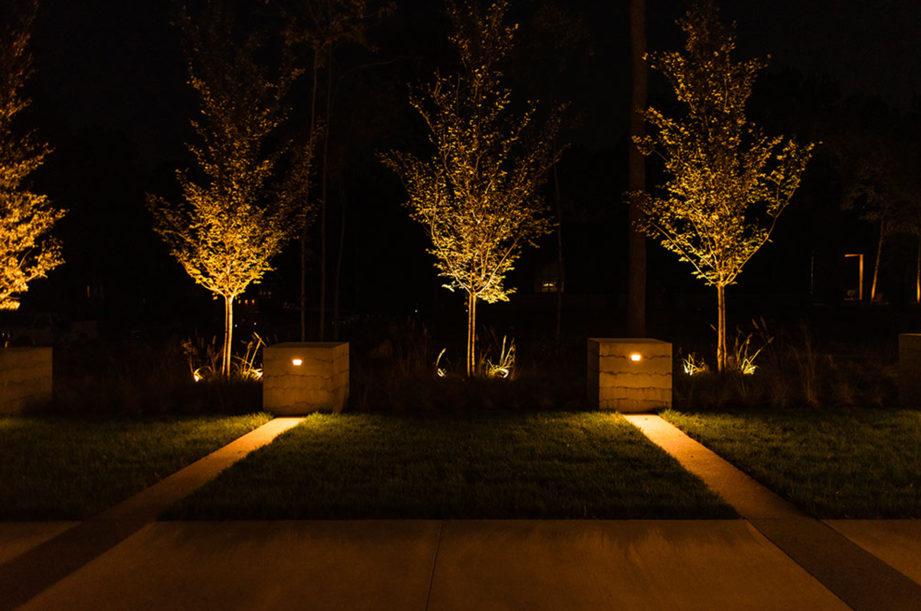 A row of trees are lit up at night